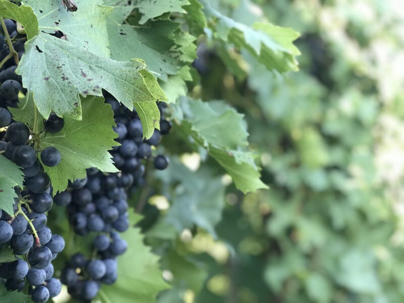 A cluster of purple grapes among green leaves