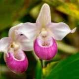 A pair of white and pink flowers surrounded by green foliage