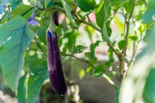 An eggplant hanging from a stem.