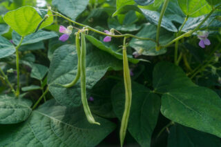 A leafy plant with purple flowers and hanging beans.