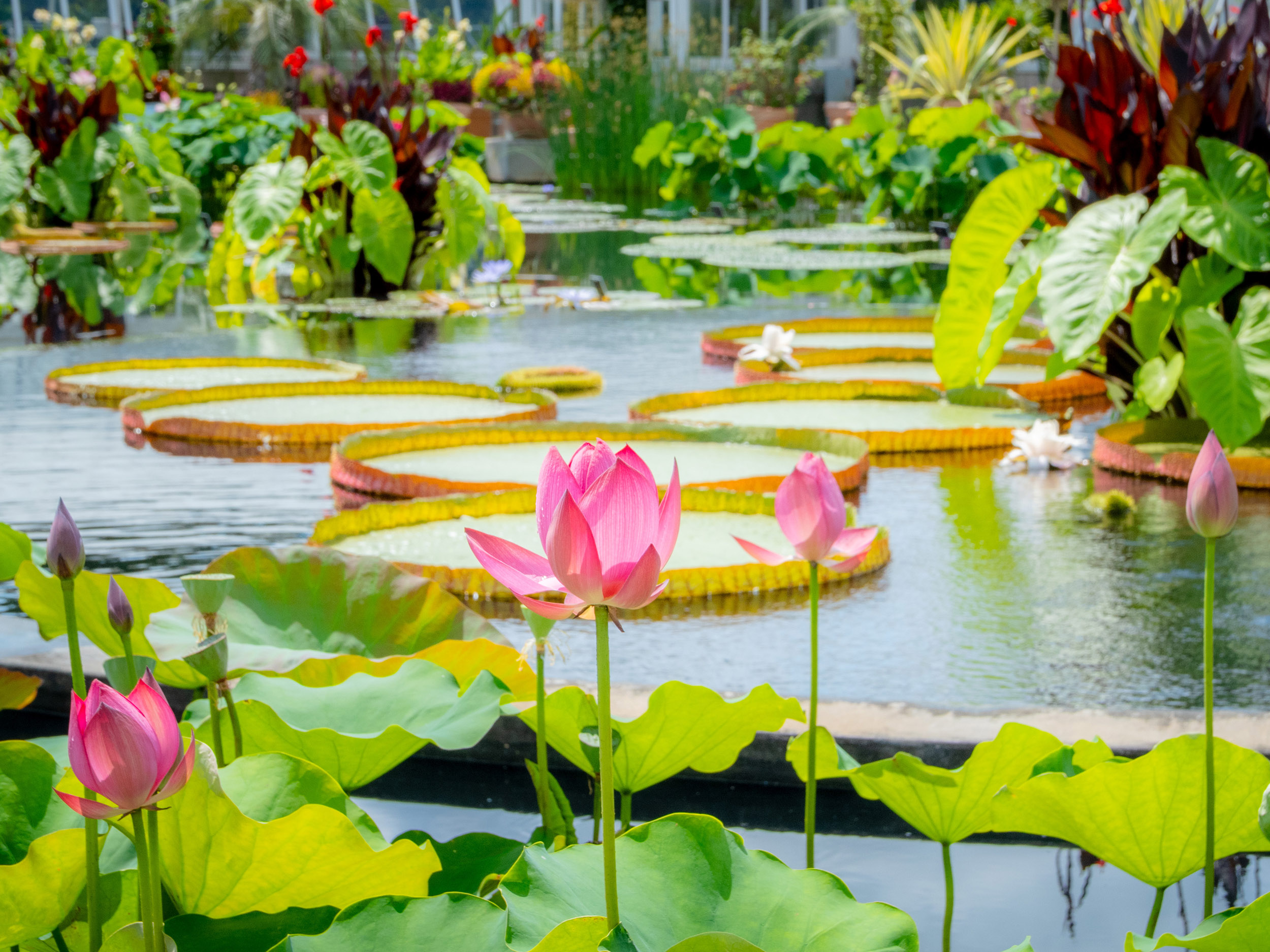 Tall pink flowers bloom in the foreground, with large green lily pads and aquatic plants in a pond behind