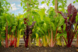 A garden bed with leafy green vegetables with different colored stalks.