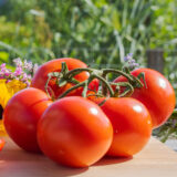 A cluster of bright red tomatoes