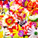 An abundance of red, white, and yellow silk flowers