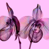 An image of two translucent pink flowers