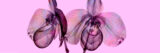 Pink flowers over a pink background