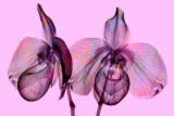 Pink flowers over a pink background