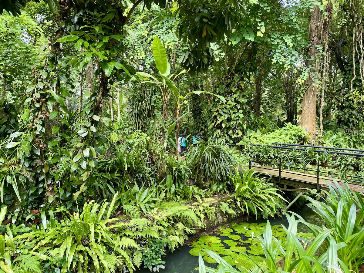 A lush tropical forest with a small bridge over water.