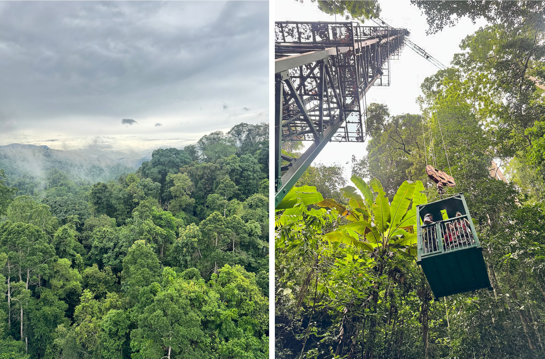 Two pictures of a rainforest canopy. A green cage-like elevator dangles from a crane among green tropical foliage.