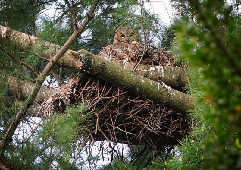 A large brown owl sits in a nest among green conifer needles and brown branches