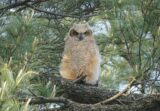 A fluffy off-white owlet sits on a brown branch