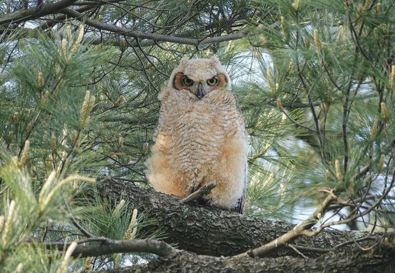 A fluffy off-white owlet sits on a brown branch