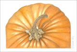An illustration of a pumpkin from a bird's eye view