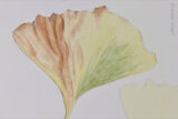 A watercolor gingko leaf with orange, yellow, and green colors