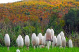 A row of white mushrooms in front of hills in autumn
