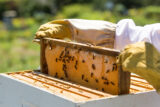 Gloved hands pull up a beekeeping frame of honeybees