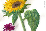 An illustrated sunflower drawn
