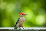 A small bird with a red head and black and white feathers sits on a stone ledge