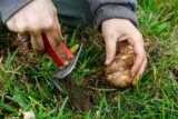 Hands hold a shovel and a bulb, digging in grass