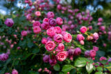 Pink roses grow on a bush