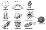 Black and white illustrations of plant forms, with latin words underneath