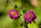 Purple flowers on a green background