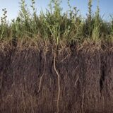 A view of plants growing in soil underground