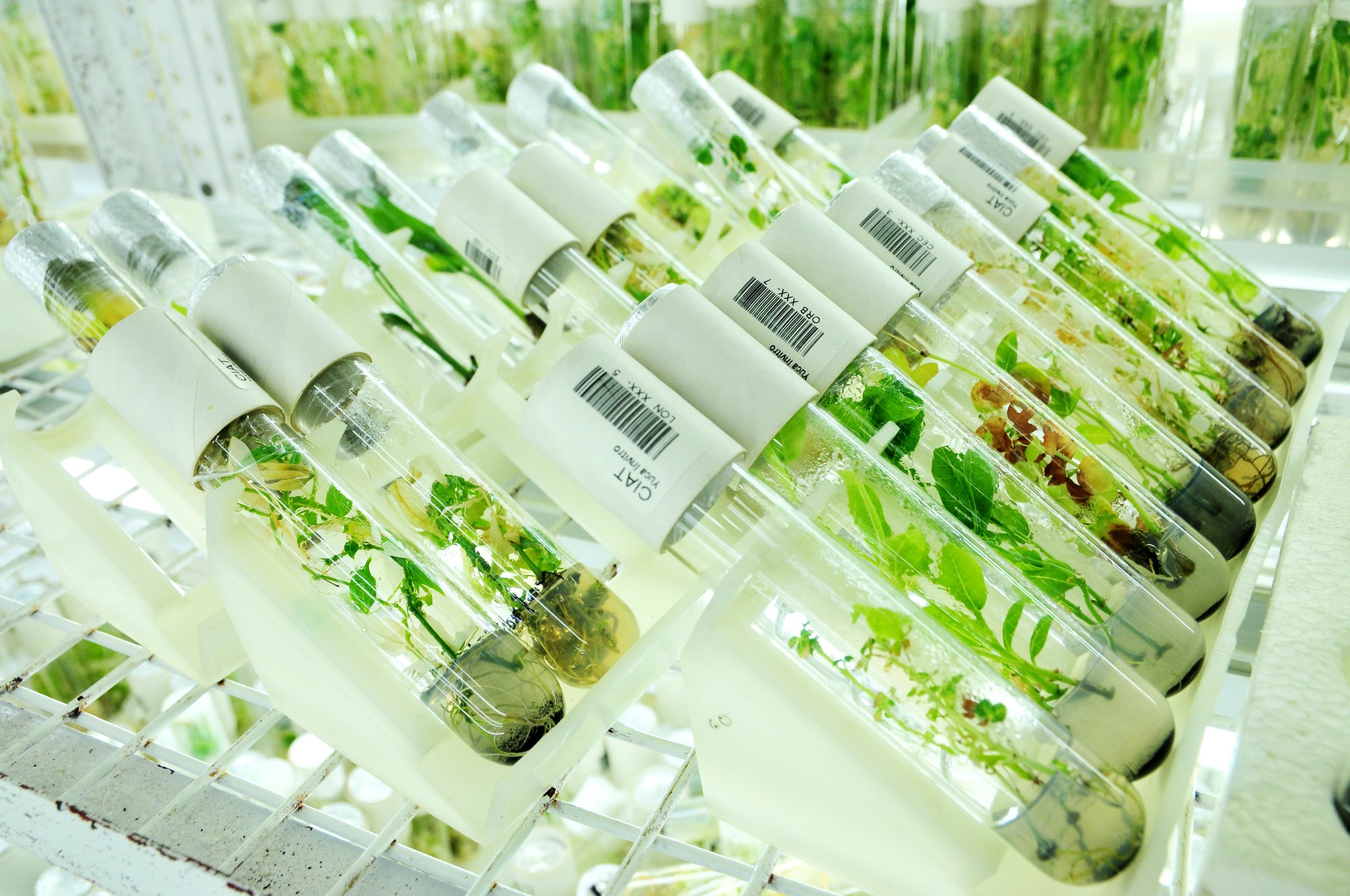 Plants grow in glass vials of water, brilliantly illuminated from behind