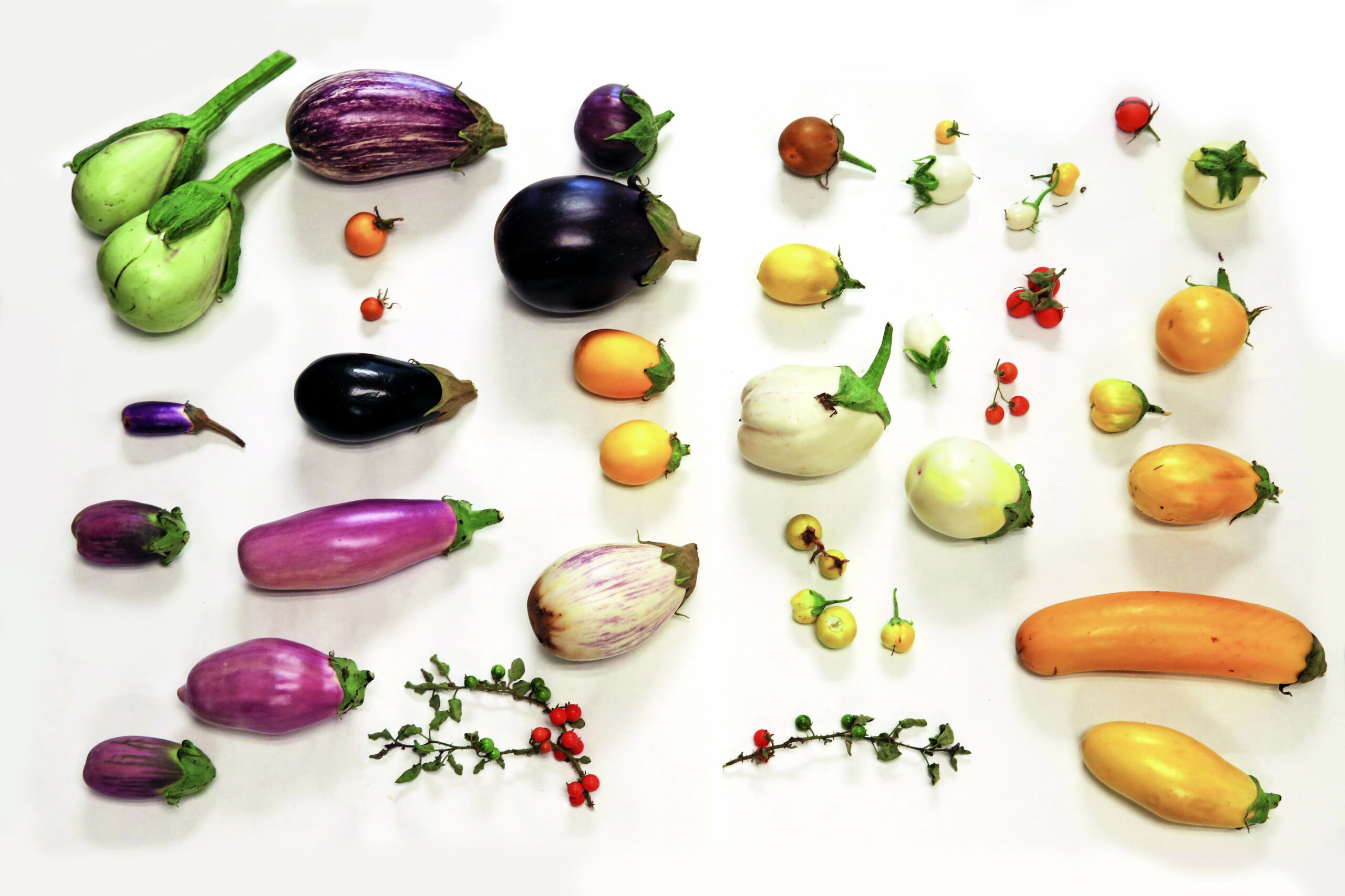 An arrangement of colorful vegetables against a white background