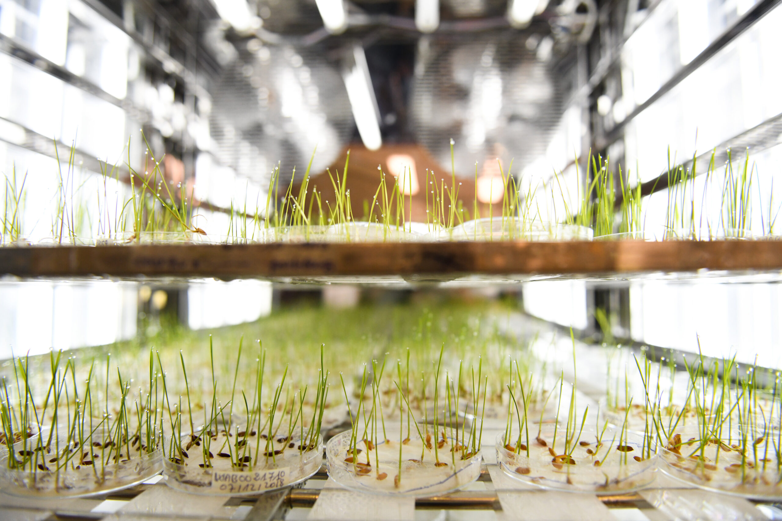 Small green seedlings grow on trays arranged on shelves, with bright lights visible in the background