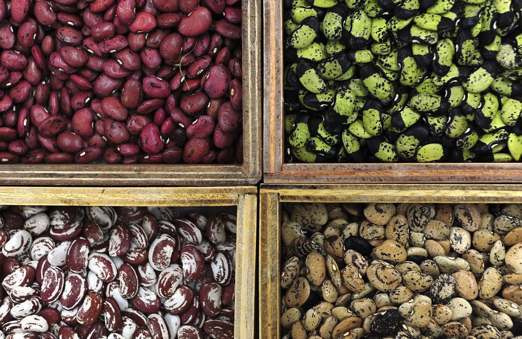 An overhead view of four bean varieties separated into boxes