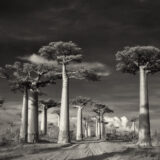 A black and white photo of enormous trees with white trunks and disc-shaped canopies