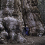 A person is dwarfed by the brown trunk of an enormous tree