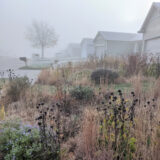A misty suburban neighborhood with a former lawn full of wild-growing native plants