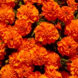 dia de los muertos mco dsc00562 marigolds web