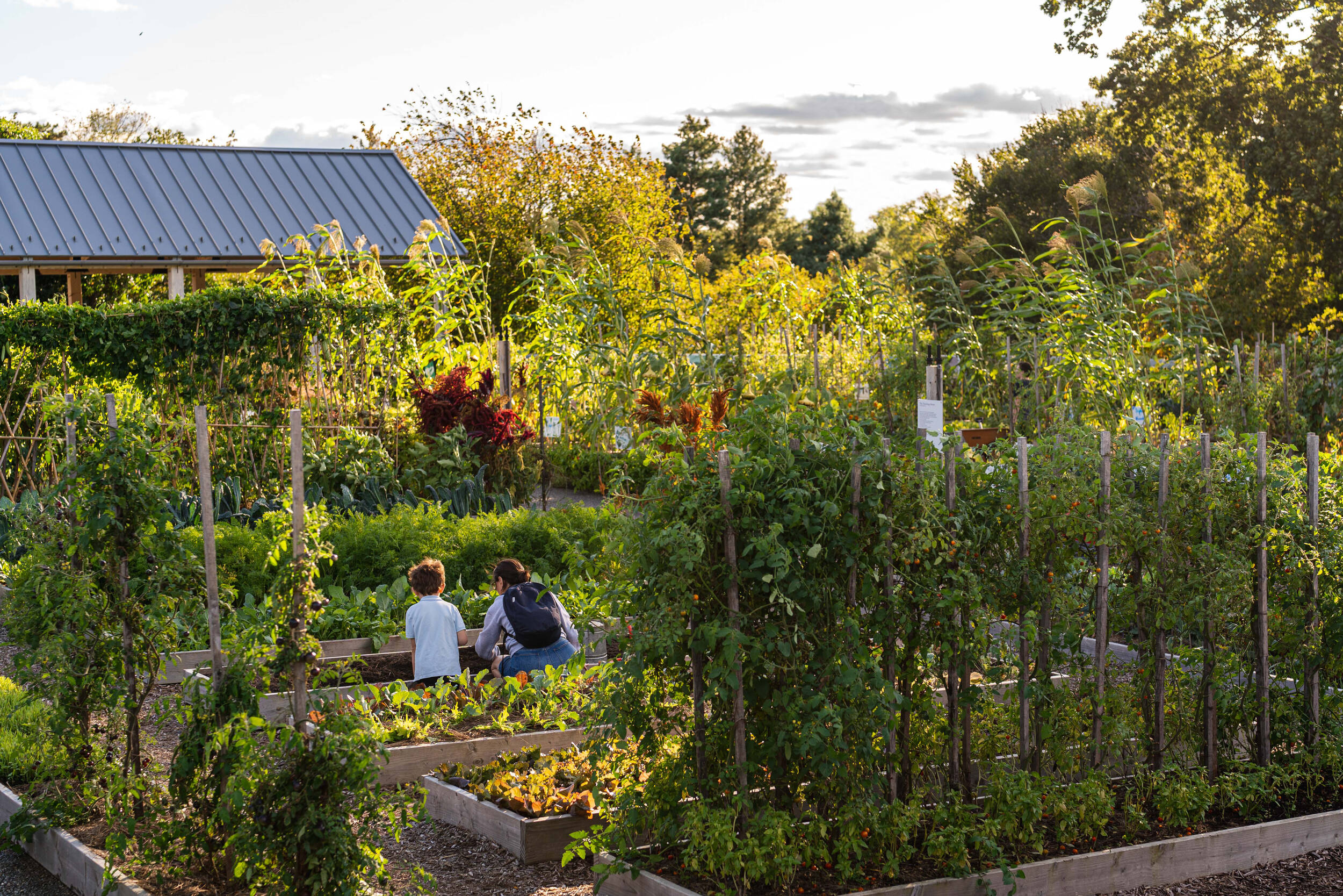 A parent and child garden together at sunset