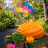 A giant pumpkin with a smaller pumpkins and potted flowers, with colorful banners in the background mco dsc01759 web
