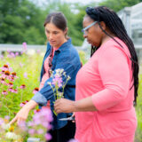 Two people in pink shirts pick and examine pink flowers in a sunny garden setting