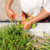 A pair of hands use a red scissor to cut green herbs
