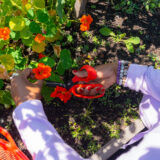 a view of someone holding a shear as they cut a red flower from a plant in the soil