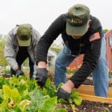 Two people in green baseball caps lean down to harvest leafy green vegetables