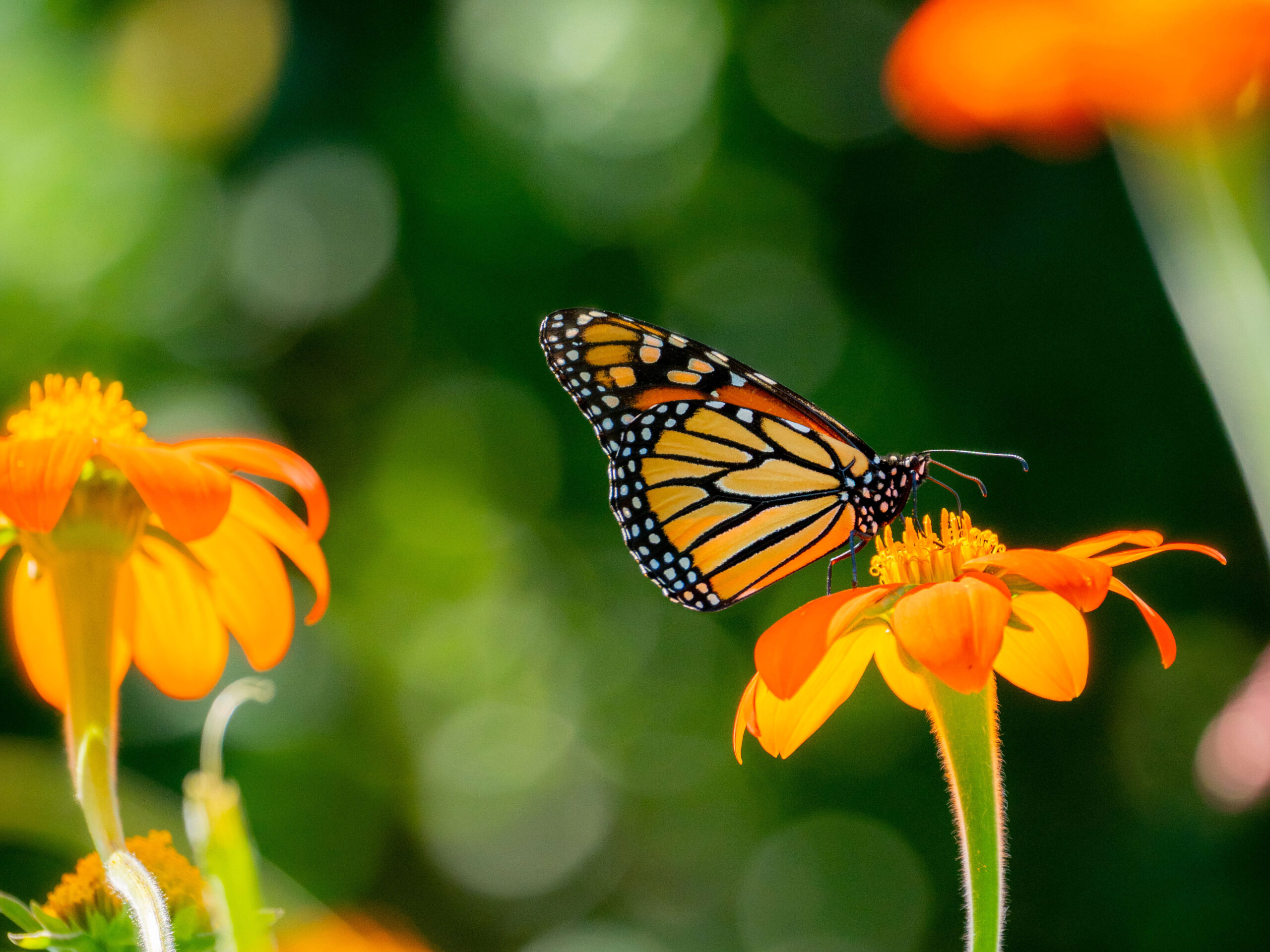 An orange and black butterfly rests on an orange flower on a long green stem