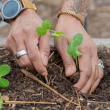 A pair of hands, wearing a watch and silver rings, plants a green seedling in brown soil