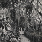 A black and white image of a lushly planted tropical conservatory