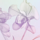 An iridescent arrangement of flowers in pink and blue