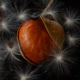 A detailed image of a reddish-brown tree nut surrounded by feathery white material