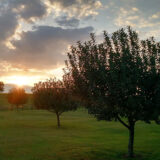A row of small trees grows off toward a fence in a green field, with the setting sun in the distance