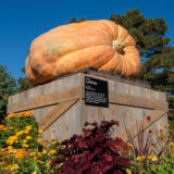 An enormous orange pumpkin sits on a large wooden box