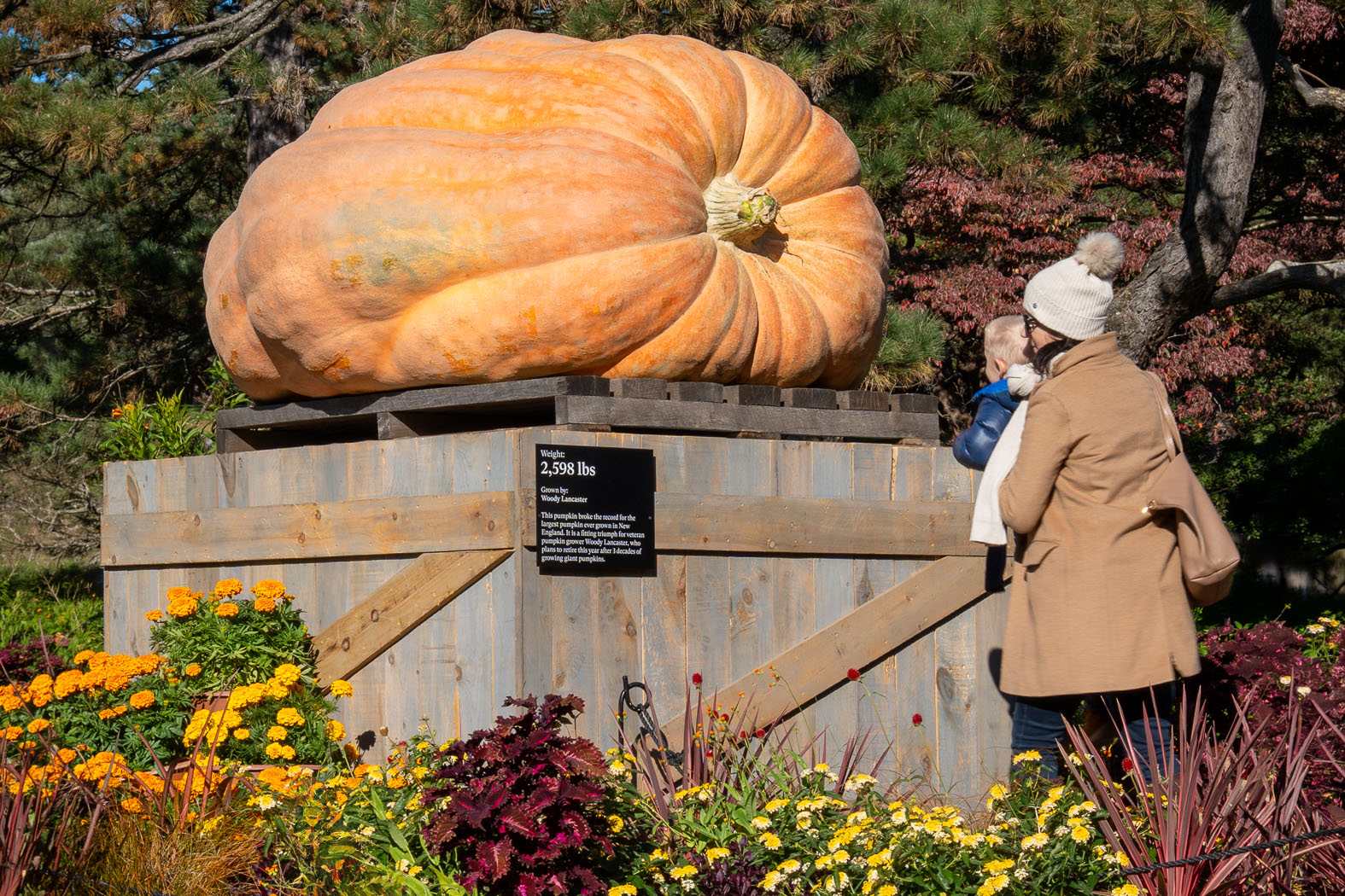 Clocking in at well over a ton, this year’s giant pumpkin comes to the Garden from grower Woody Lancaster in Massachusetts, where it broke the state record and is currently one of the largest ever grown in New England! See this icon of fall fun in the Visitor Center during your next perfect autumn outing at NYBG.