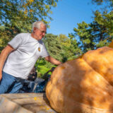 A person with gray hair, wearing a white T-shirt and blue jeans, touches an enormous orange pumpkin on a wooden pallet